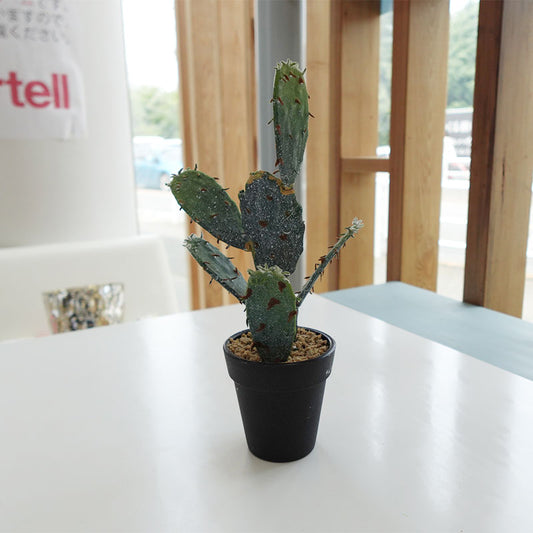 【展示品 30%OFF】COVENT GARDEN コベントガーデン カクタス・キンエボシ(サボテン) VU-32