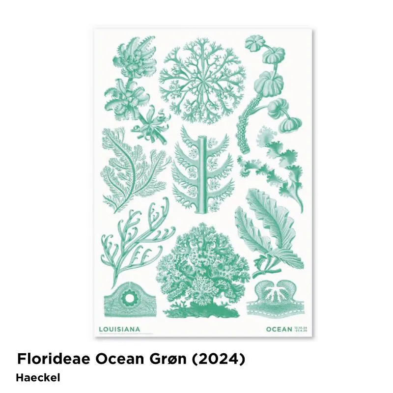 LOUISIANA - Florideae Ocean - gron / MOEBE エルンスト・ヘッケル ポスター フレーム セットA2