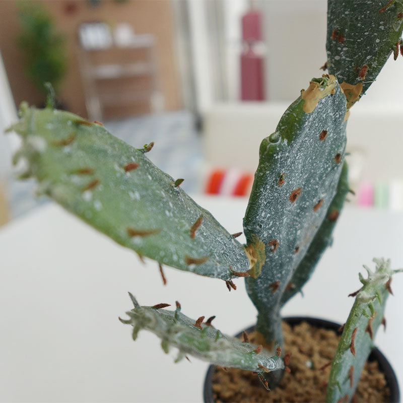 【展示品 30％OFF】COVENT GARDEN コベントガーデン カクタス・キンエボシ（サボテン） VU-32